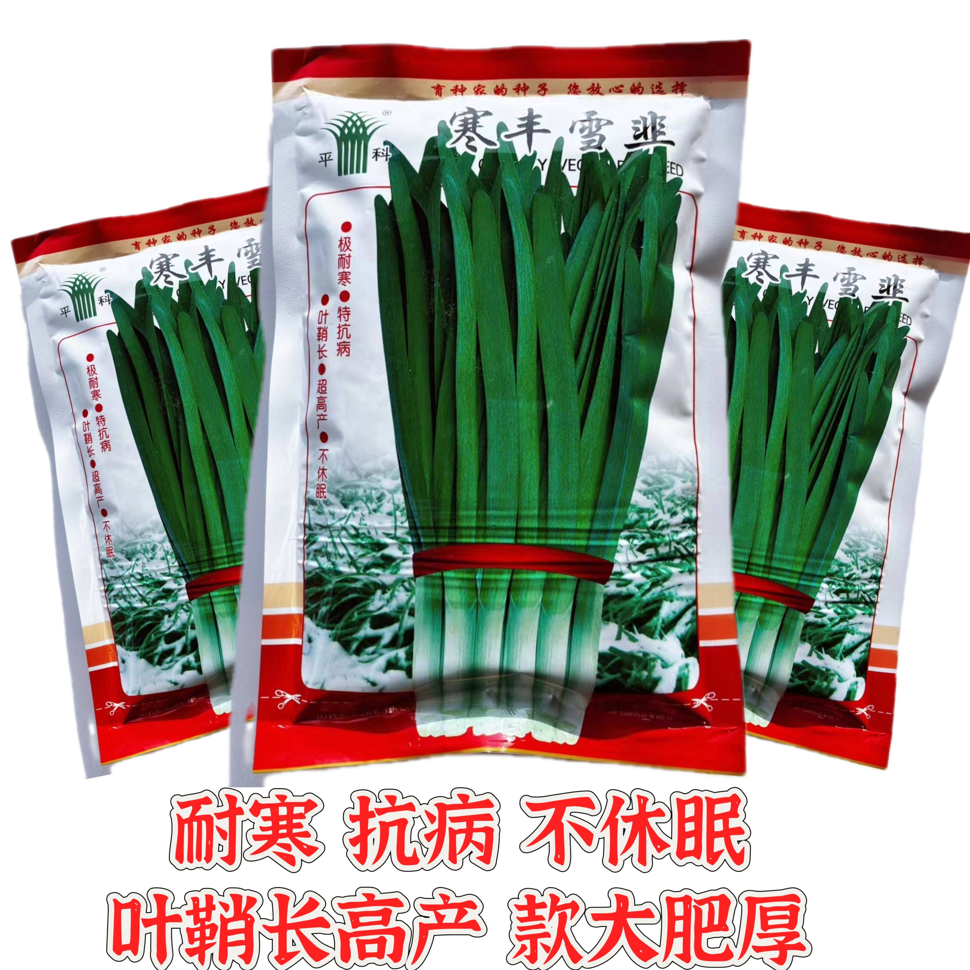 青秀寒丰雪韭菜种子大叶宽叶浓香抗旱耐寒大棚盆栽四季农家蔬菜种
