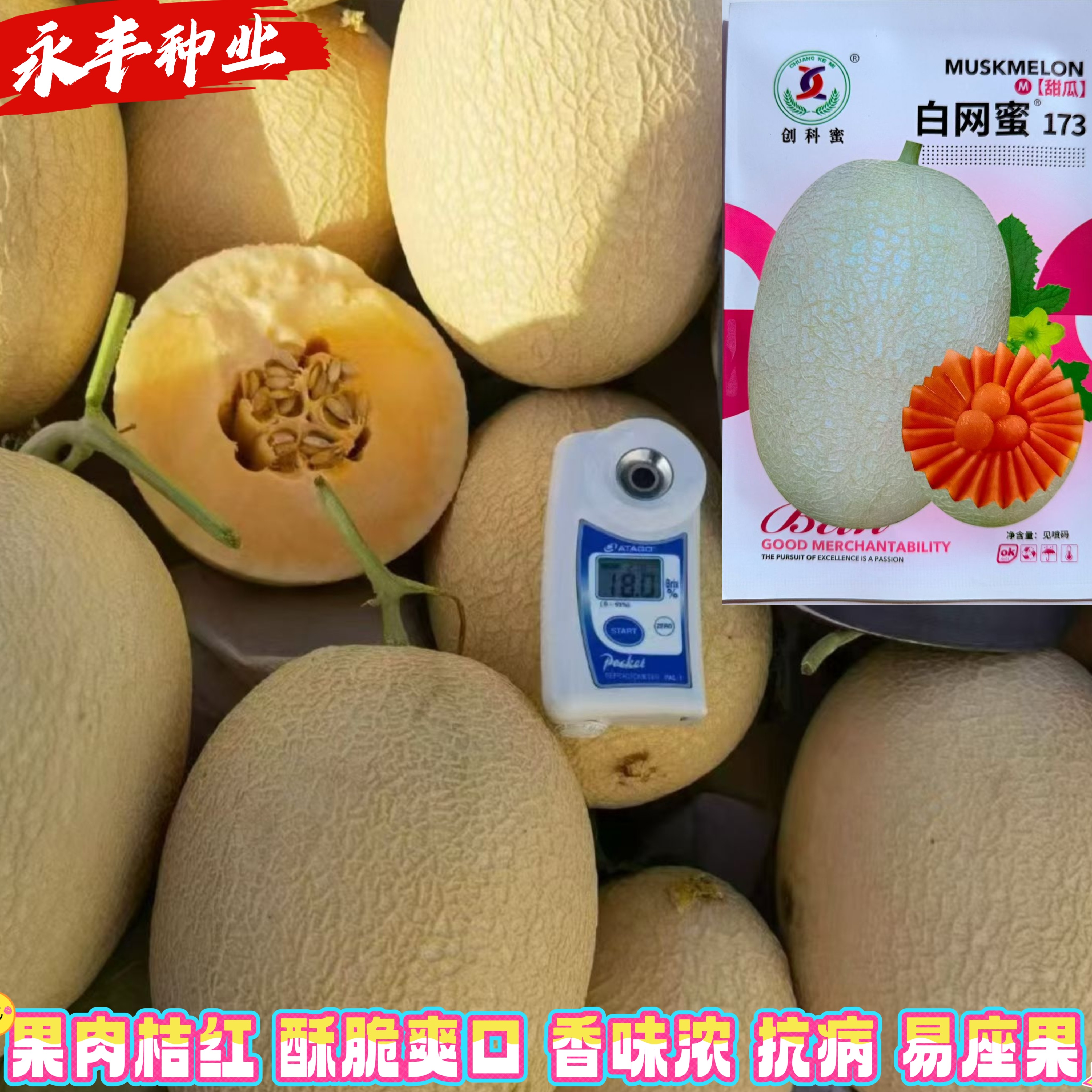 白网蜜173甜瓜种子中熟脆肉椭圆形哈密瓜种子肉质酥脆香浓春秋播