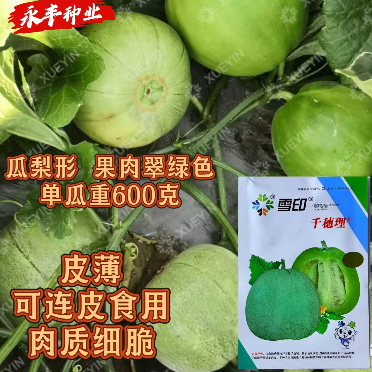 雪印千穗理薄皮甜瓜种子肉脆嫩薄皮青皮青肉香瓜种籽连皮也可以吃