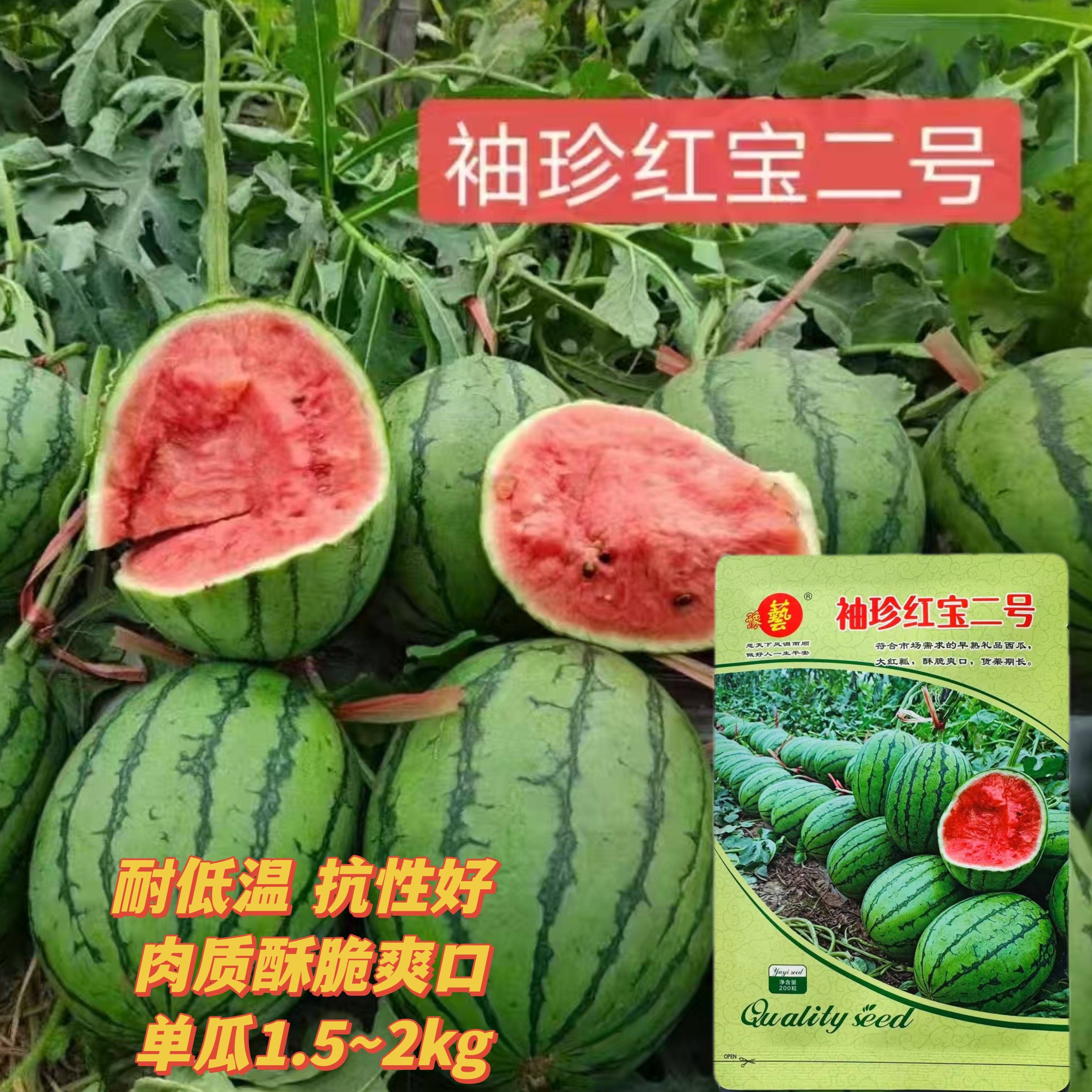 袖珍红宝二号西瓜种子春秋早熟花皮红瓤超甜礼品小西瓜籽西瓜籽