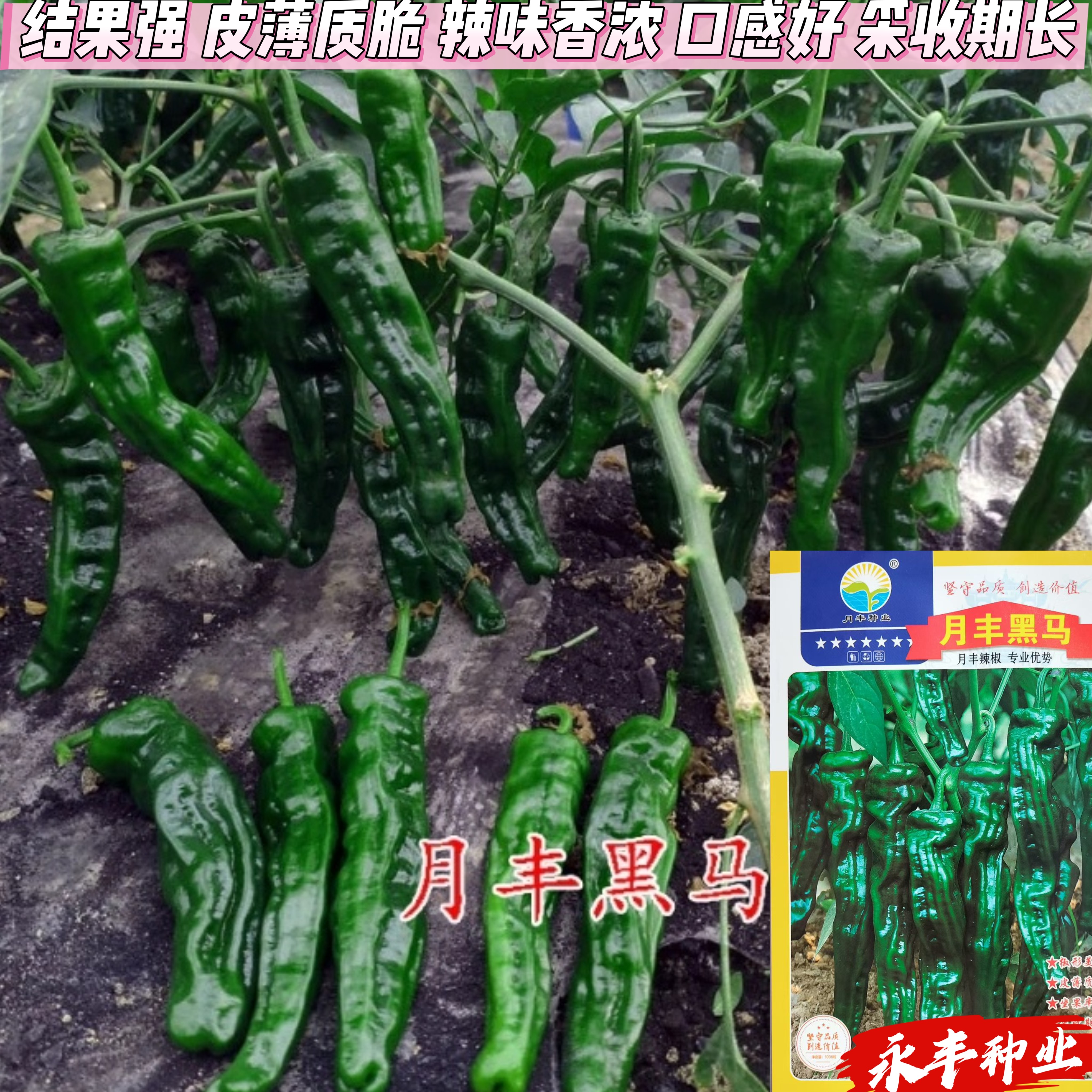 月丰黑马薄皮小皱皮辣椒种子1000粒深绿色皱皮小羊角形辣椒籽种子