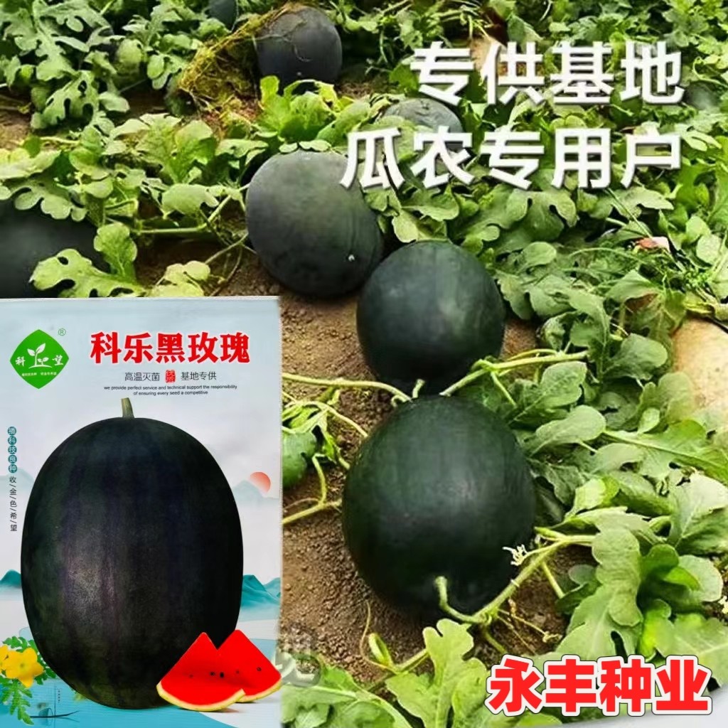 科乐黑玫瑰西瓜种子皮薄抗病强黑皮黑条纹大红瓤西瓜种籽基地用种
