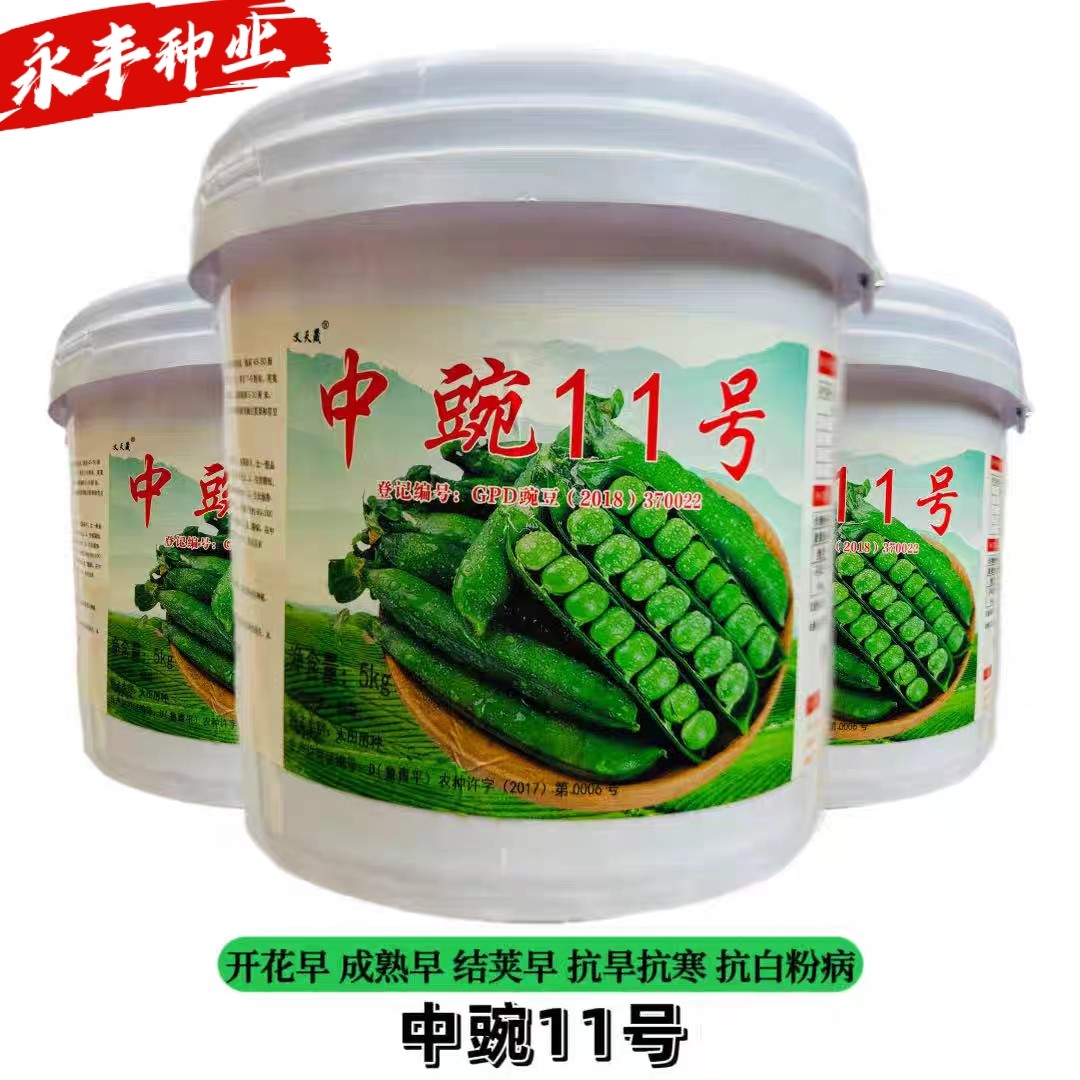 中豌11号种子豌豆种子青豆四季播高产大荚甜脆多汁早熟耐寒蔬菜籽