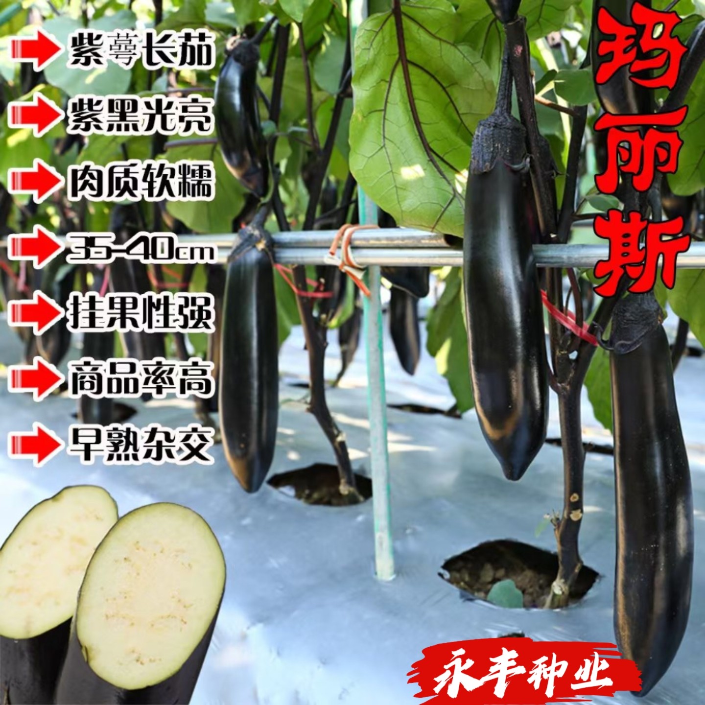 玛丽斯茄子种子早熟高产抗病耐热耐寒紫黑色长茄种籽春秋播蔬菜种