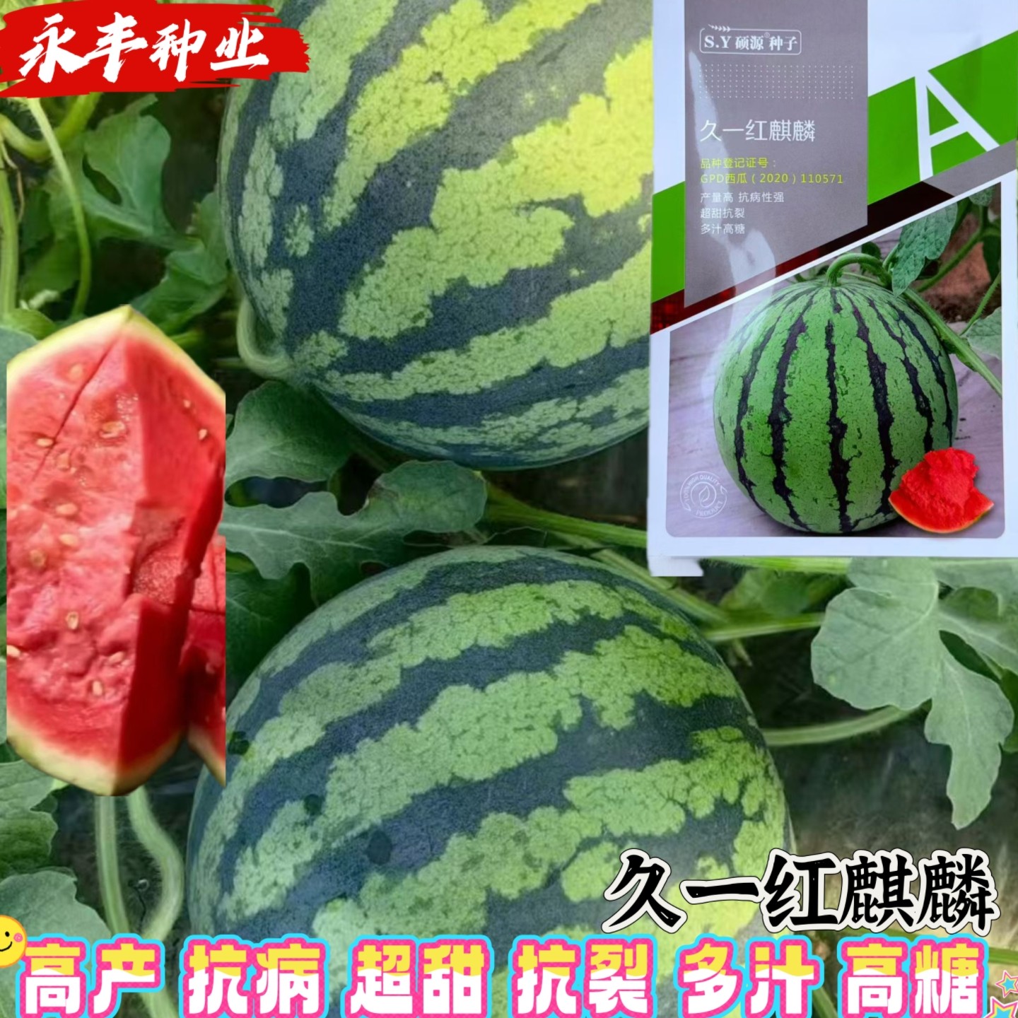 久一红麒麟西瓜种子硕源高品质美都耐裂红瓤大果春夏麒麟西瓜种子
