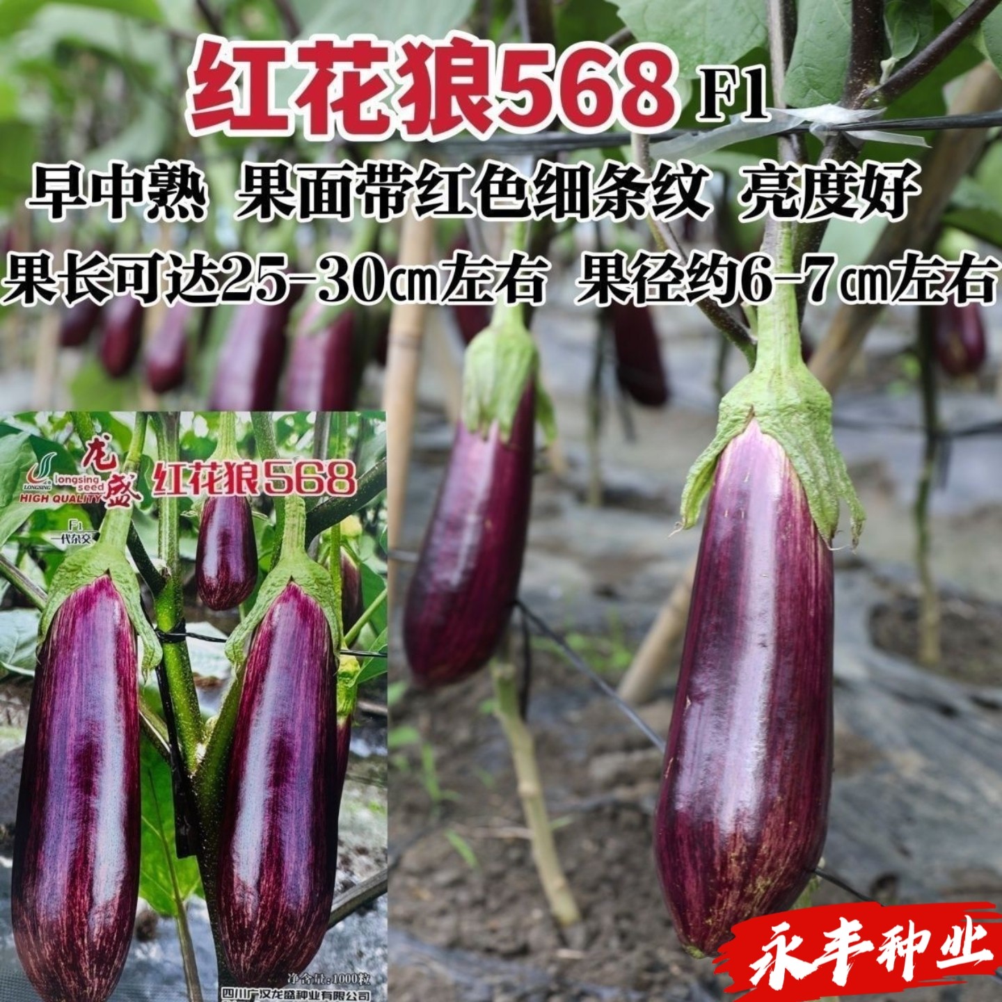 红花狼568茄子种子早熟红条纹长茄种籽茄子紫皮高产春秋蔬菜种籽