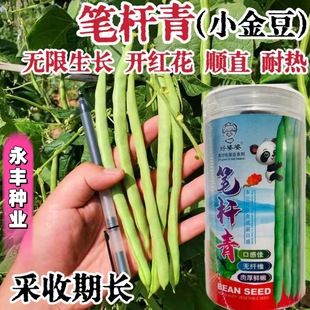 笔杆青豆角种子长豇豆种子中早熟翠绿条豆角四季豆蔬菜种子春秋