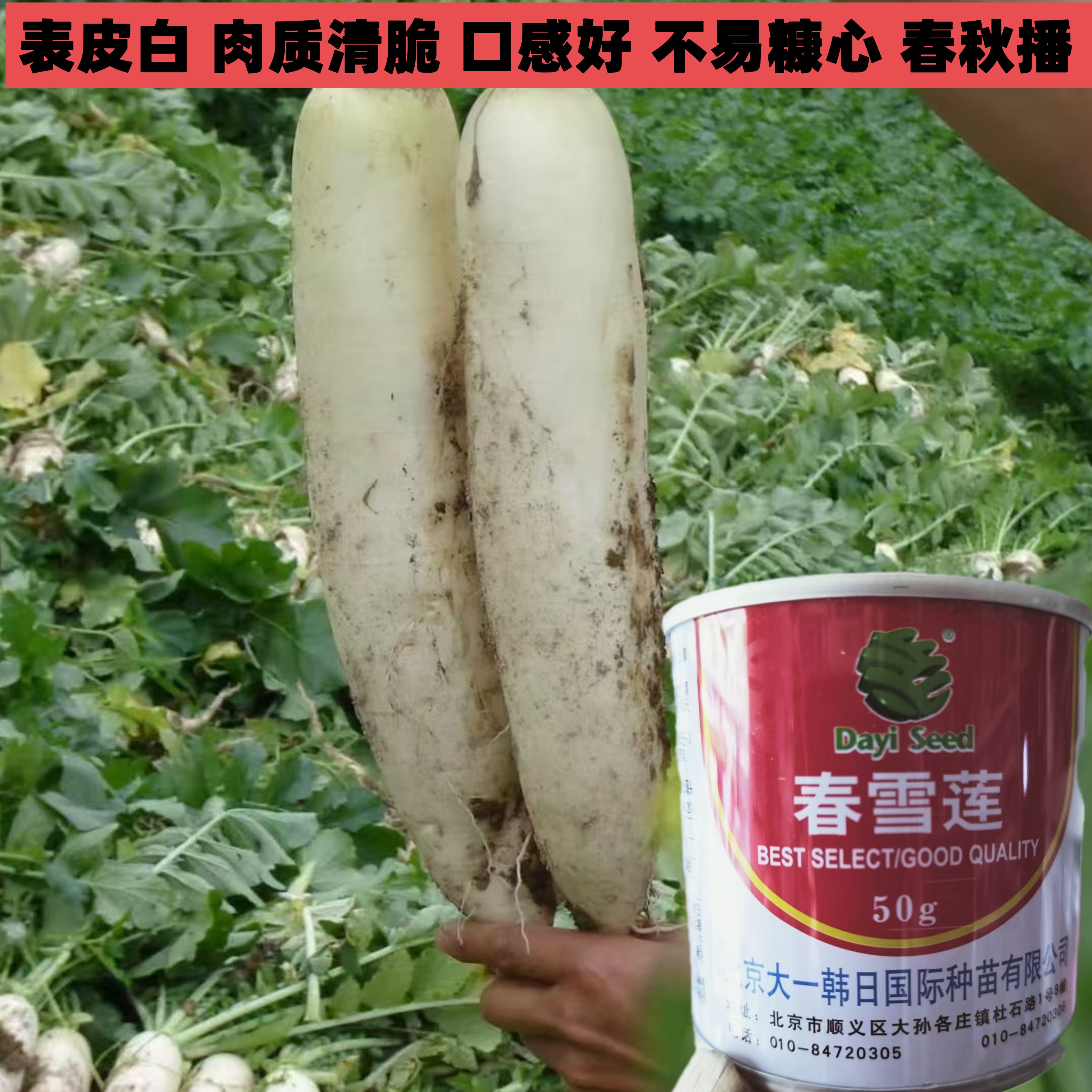 北京大一韩日白萝卜种子春雪莲耐寒耐抽薹春秋播种口感好南北方播