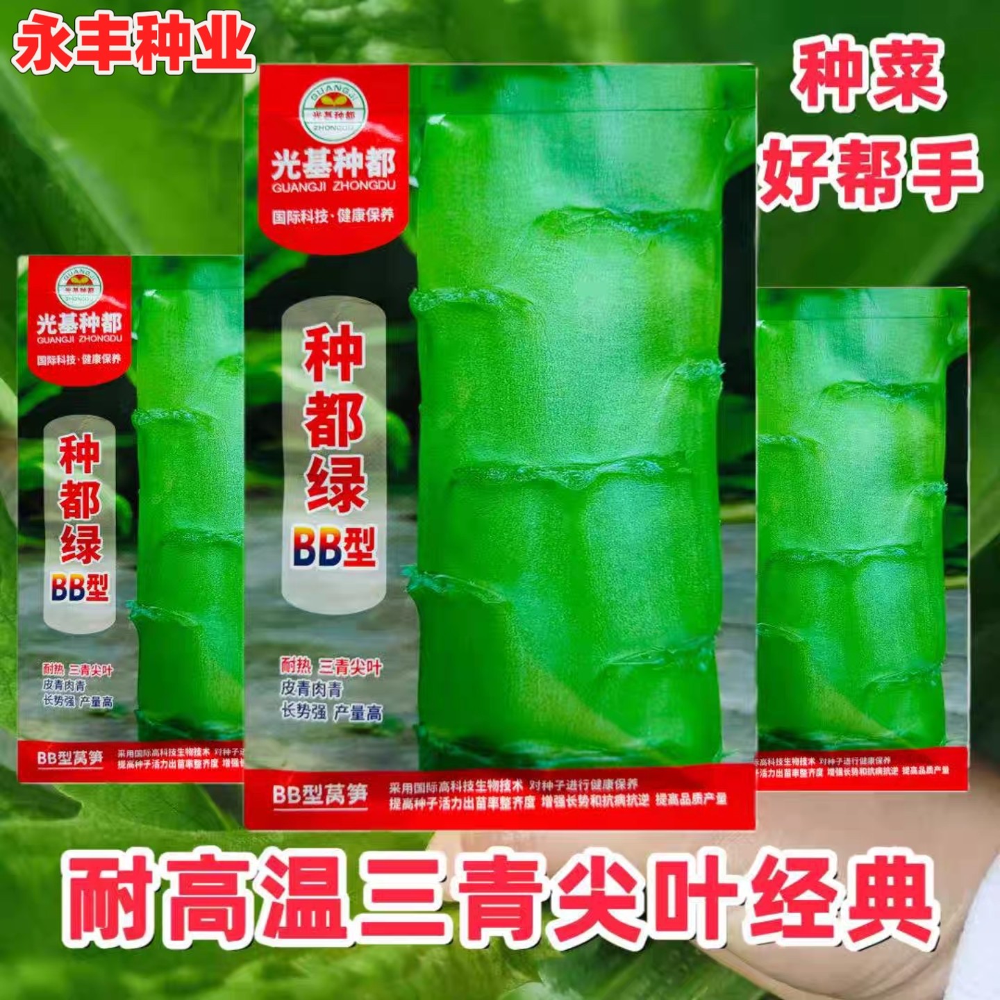种都绿BB型 抗热莴笋种子三青尖叶高产耐热商品性佳 农家春夏秋播
