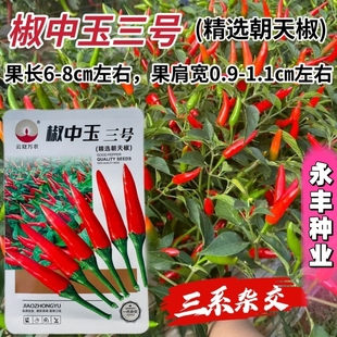 椒中玉2号朝天椒种子小米辣种籽簇生辣椒指天椒小红椒阳台盆栽蔬
