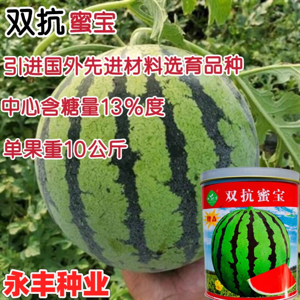 双抗蜜宝西瓜种子籽抗病早熟耐重茬花皮红瓤大田基地播种籽耐运输