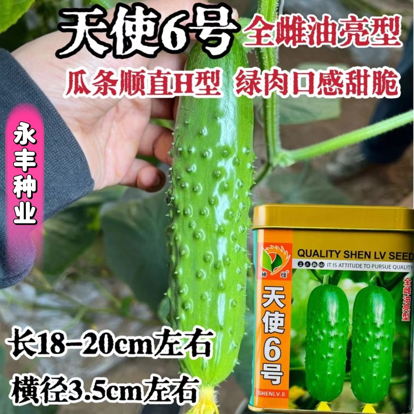 天使6号黄瓜种子全雌油亮早熟口感甜脆瓜条顺直节节瓜黄瓜籽基地