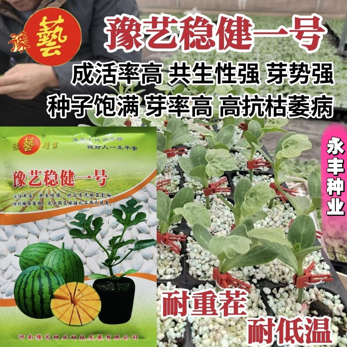 豫艺稳健一号砧木种子白籽南瓜种子黄瓜甜瓜西瓜嫁接青根抗病性强