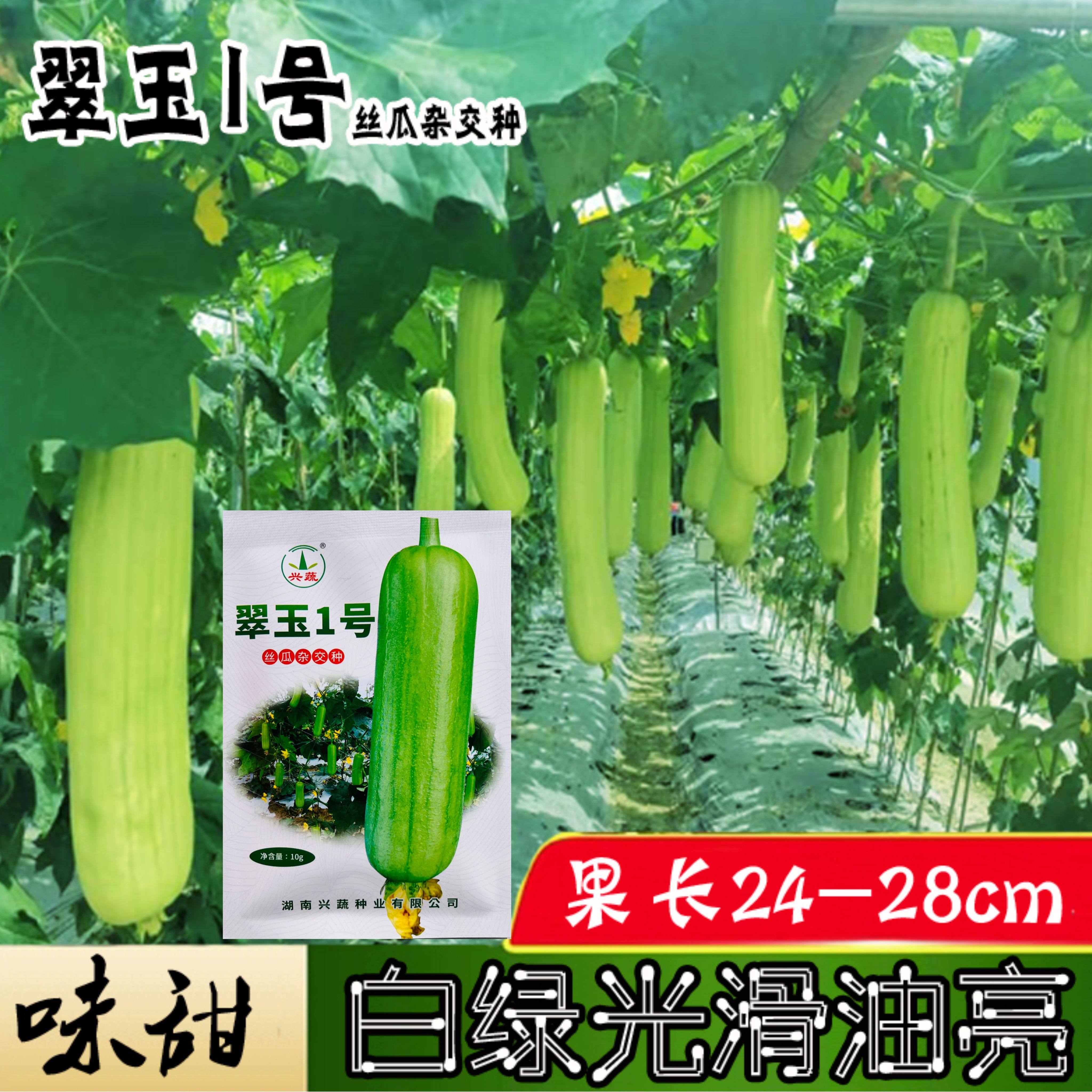 翠玉1号油绿短棒油皮丝瓜种籽味甜耐热早熟油亮短丝瓜水瓜种子