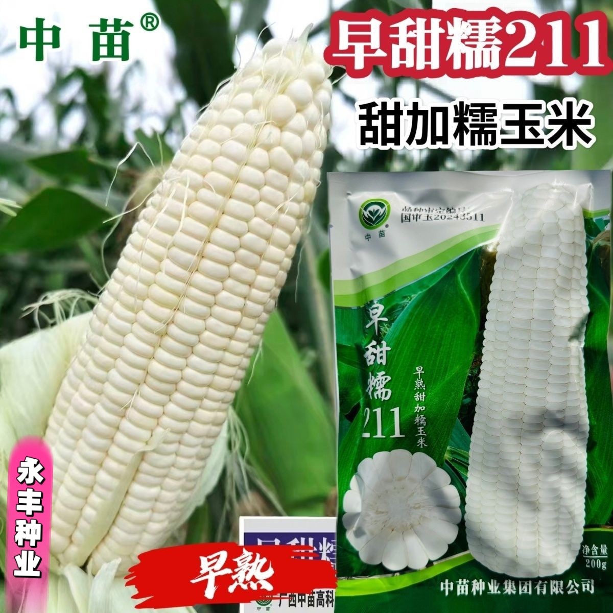 早甜糯211玉米种子早熟水果白糯玉米种子香甜加糯粘玉米种春秋播