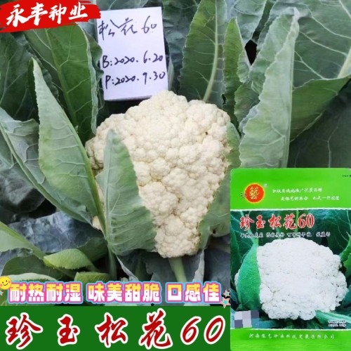 豫艺珍玉松花60花菜种子耐湿热抗逆高产味美甜脆半松白青梗松花菜