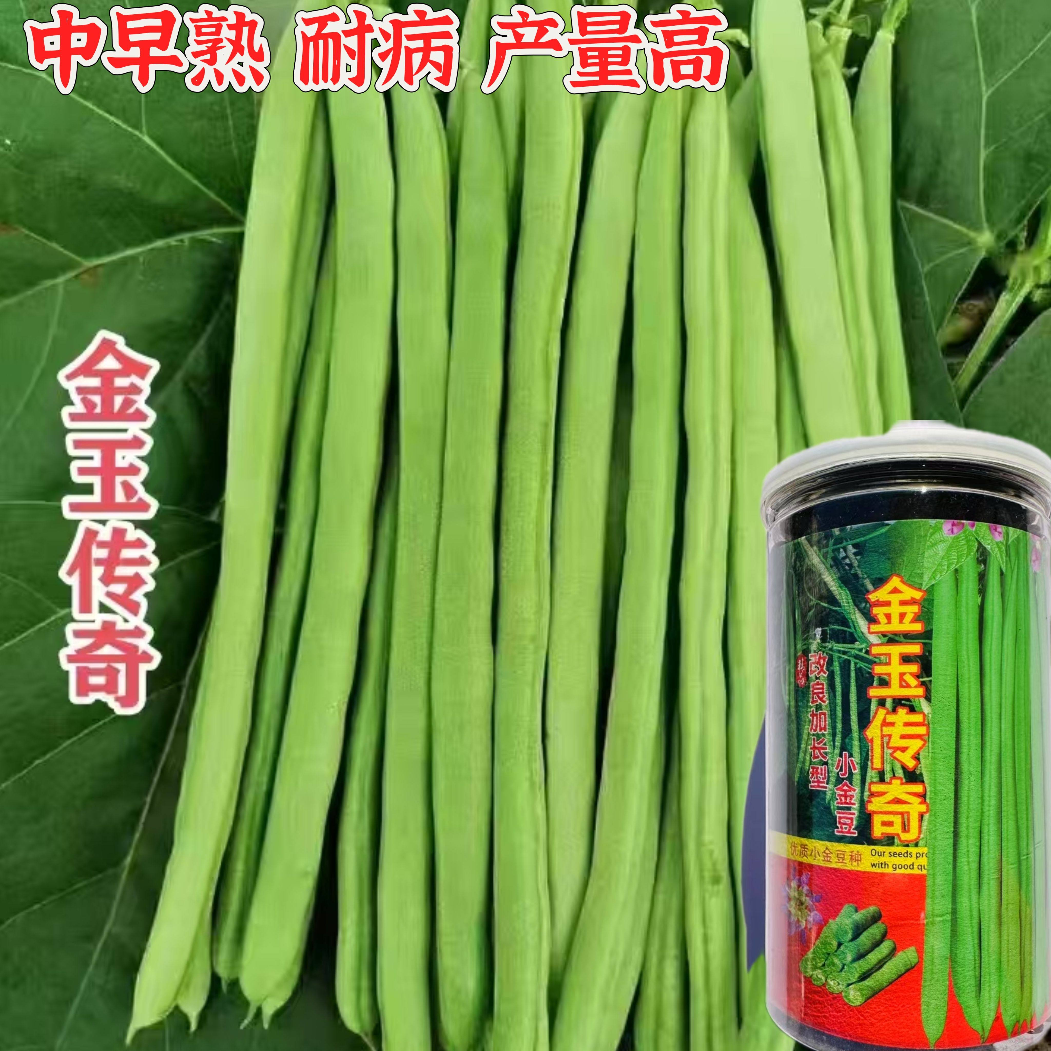金玉传奇小金豆种子高产早熟四季豆种子云南小嫩豆种子红花架豆种