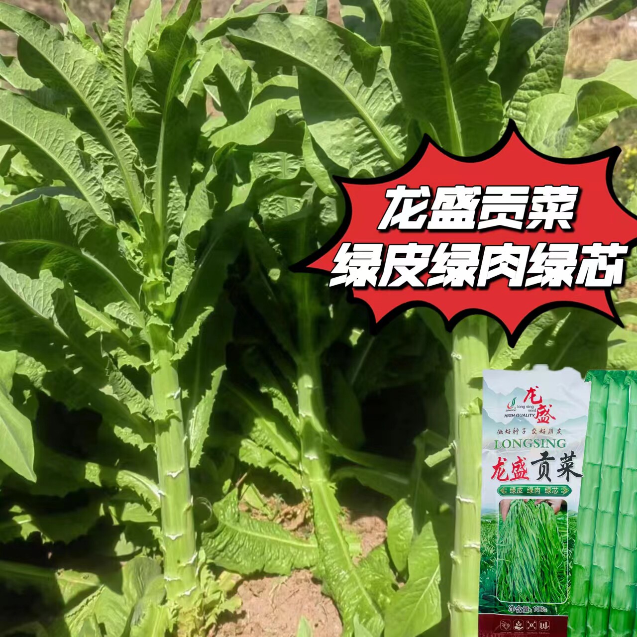 龙盛贡菜种子云南四川皖特色蔬菜绿皮绿肉脆嫩特长贡菜种籽莴苣菜