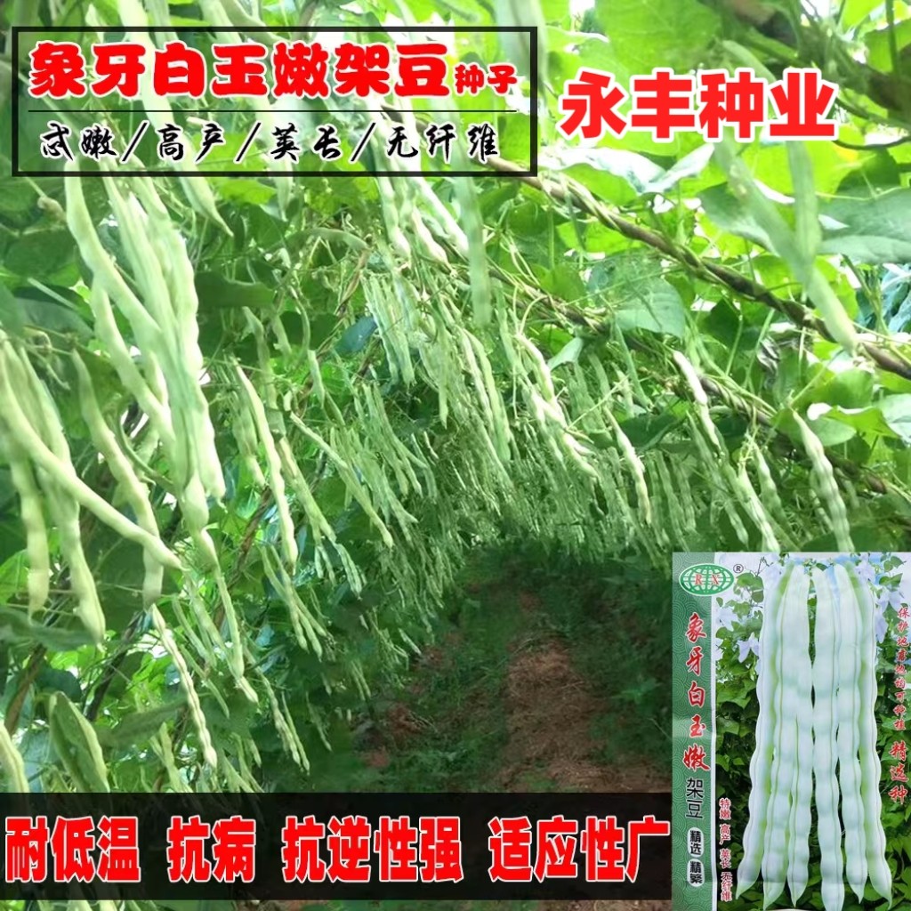 象牙白玉嫩架豆种子早熟高产抗病肉厚无丝四季豆种籽白芸豆蔬菜种