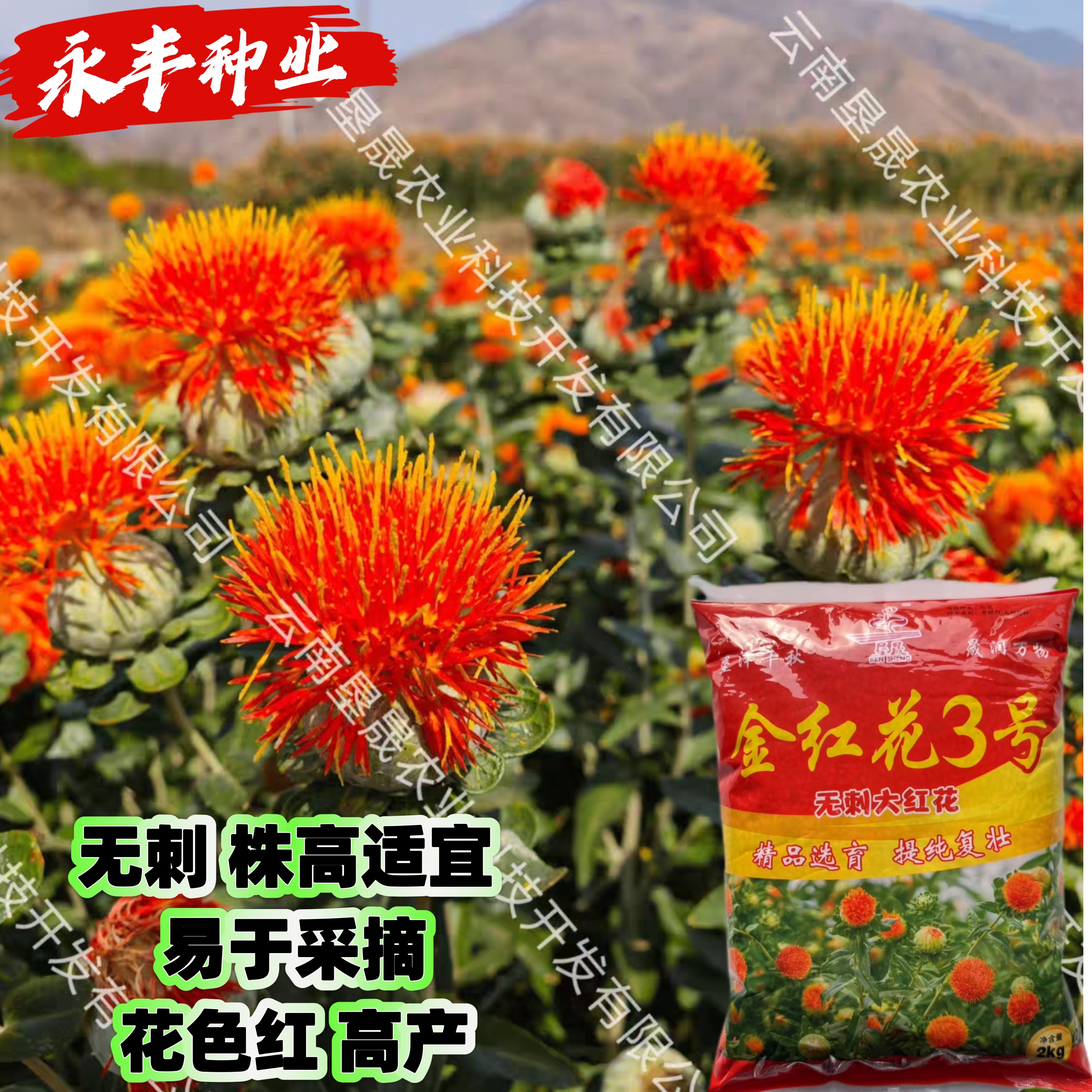 金红花3号金滇6号红花种子花朵大无刺花丝长耐寒耐瘠高产富红7号
