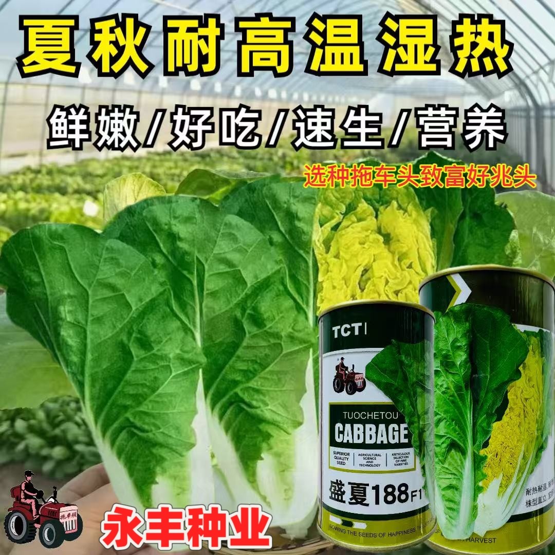 盛夏188快菜种子夏秋专用小白菜籽生长速度快鲜耐热耐湿耐雨无毛