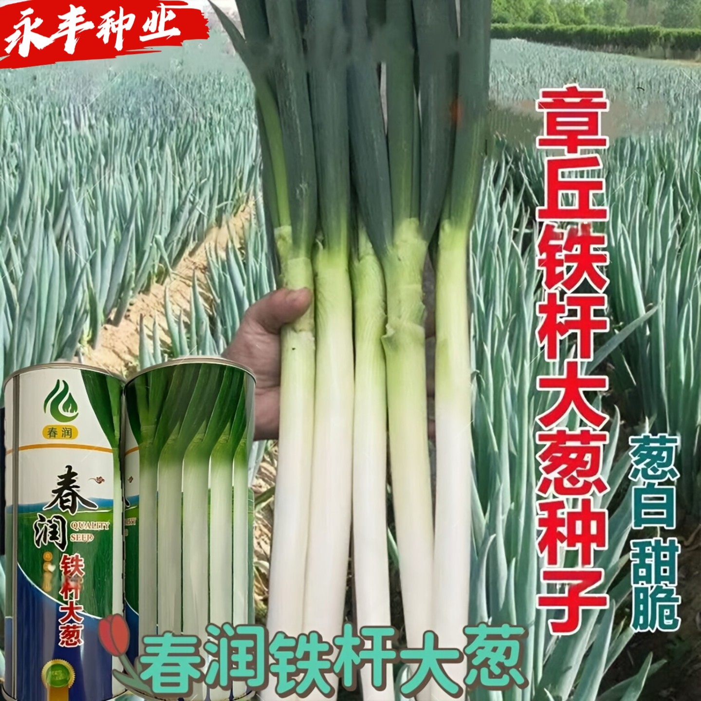 春润铁杆大葱种子铁杆大葱种子白葱种子白葱头种子春秋播蔬菜种孑