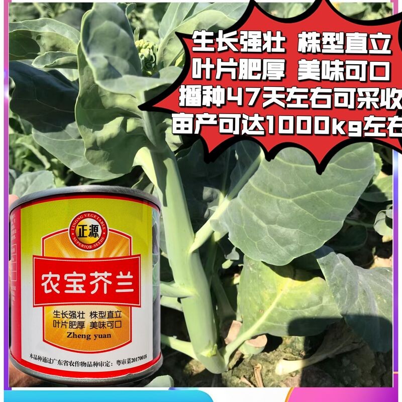农宝芥兰菜心种籽四季早熟油青鲜嫩抗病菜苔广东菜心青菜蔬菜种子