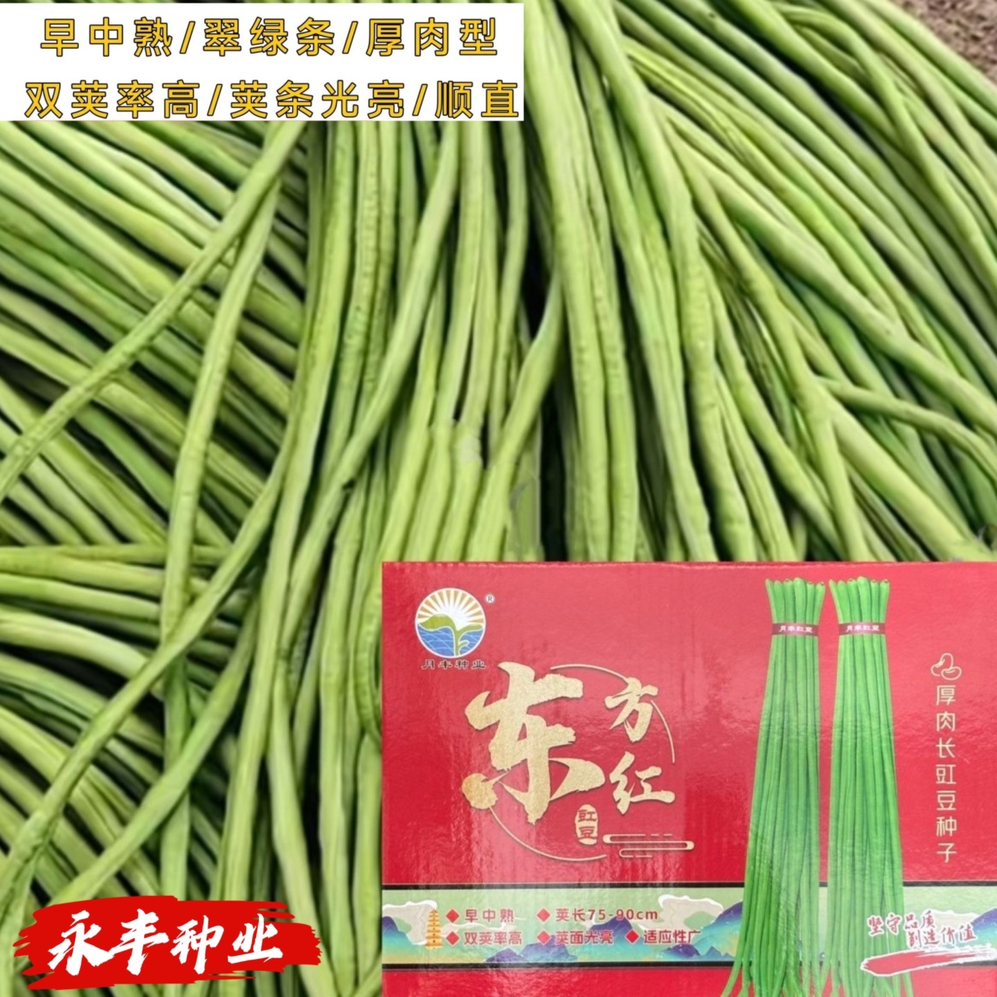 东方红春秋长豇豆角种子长豆角子种子豇豆种籽翠绿顺直厚肉蔬菜种