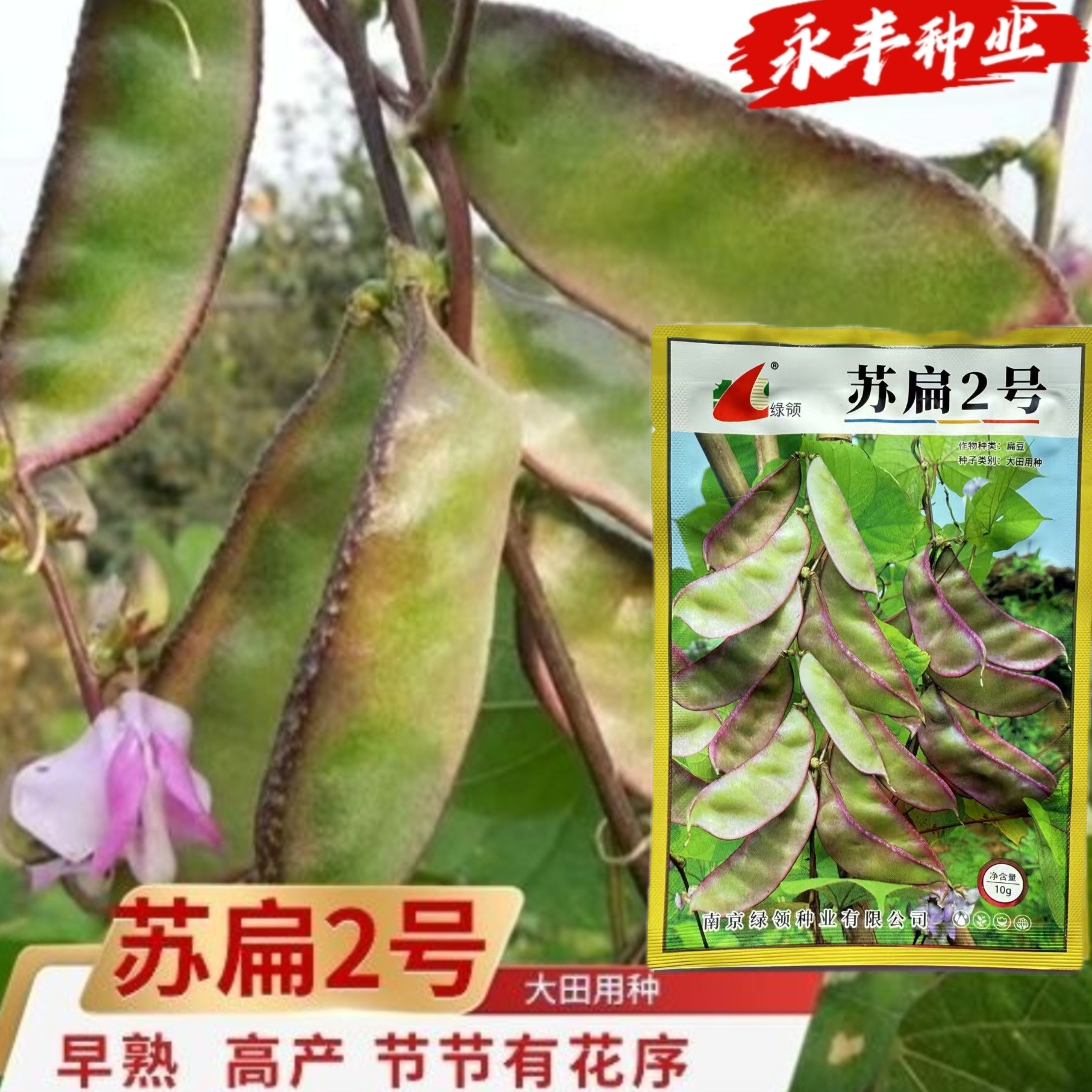 绿领苏扁二号红边扁豆种子早熟高产抗病大荚纤维少结荚多采收期长