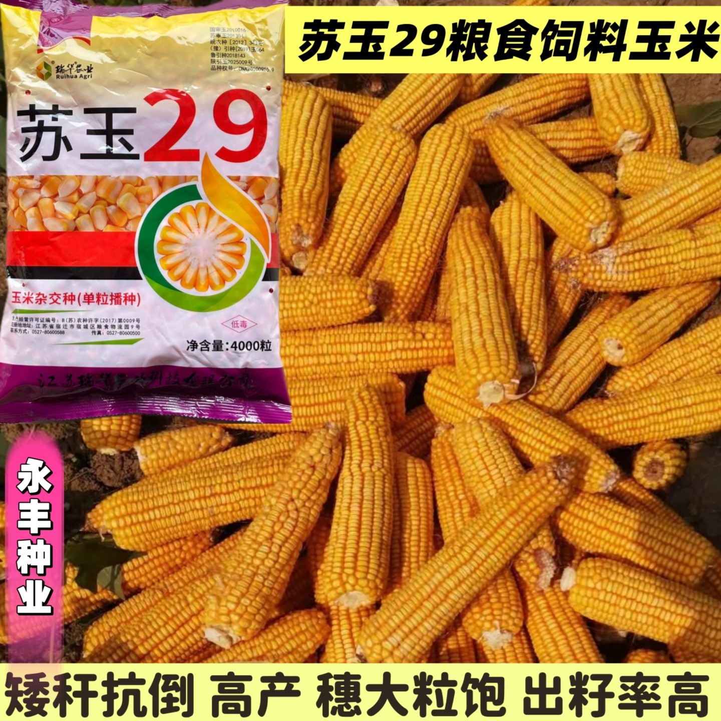 苏玉29/10玉米种子高产抗病抗虫抗倒抗旱矮杆活杆成熟大棒苞米种