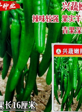 兴蔬嫩辣椒种子长势强浓辣中熟青果深绿色辛辣鲜红两用羊角椒种子
