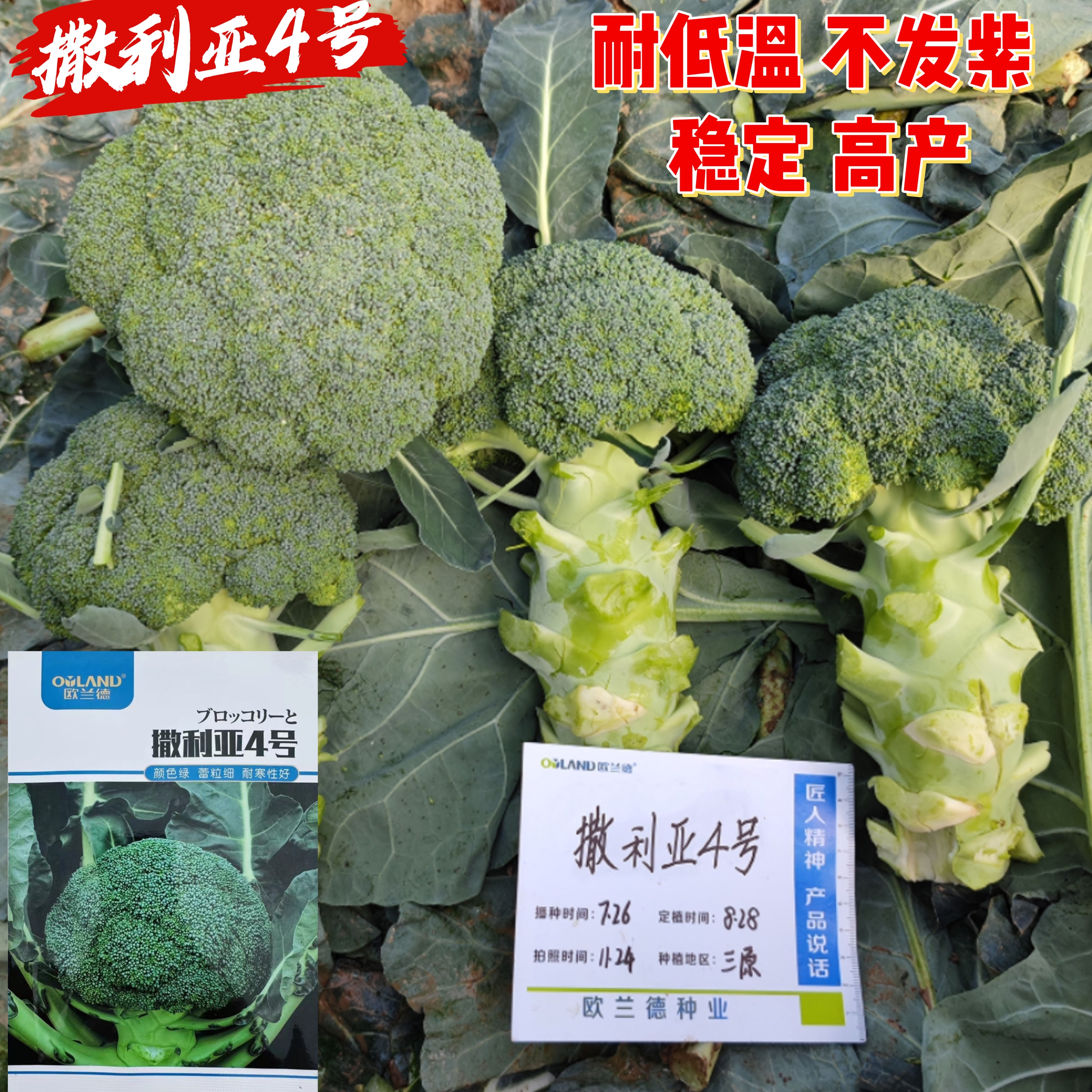 撒利亚4号西兰花种子耐低温高产抗病脆嫩西蓝花种籽春秋播蔬菜种
