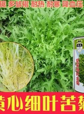 皇家细叶金菊种子高产耐热耐寒苦苣种籽四季田圆农家春秋季蔬菜孑