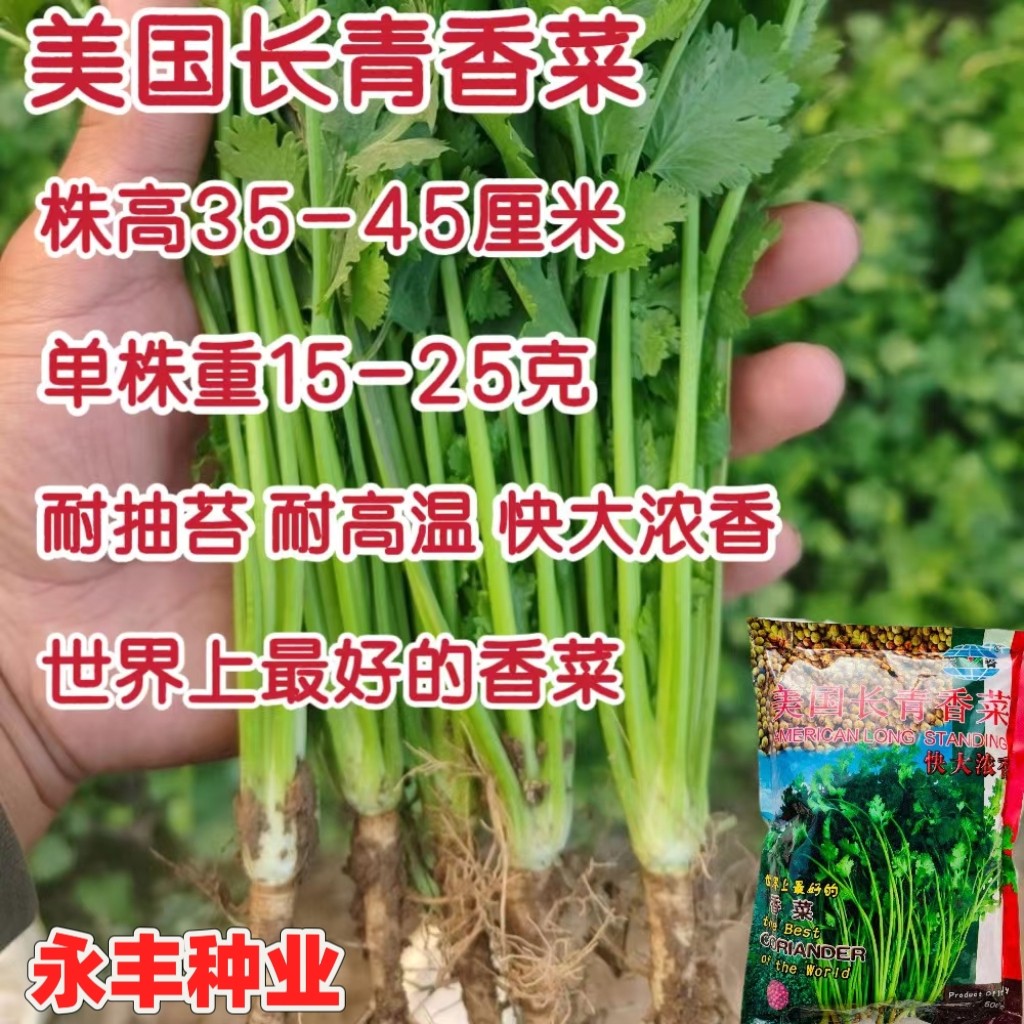 美国长青香菜快大浓香菜籽大叶芫荽种子农家盆栽苗阳台香菜籽种孑