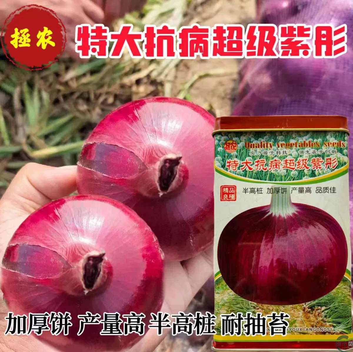 紫洋葱种子特大抗病紫彤洋葱子半高圆型早熟耐寒红皮洋葱种籽