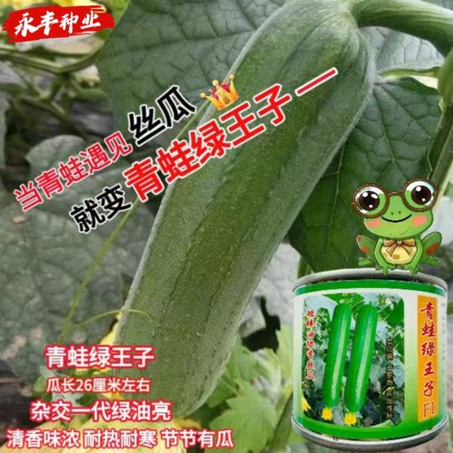 青蛙绿王子丝瓜种子短油皮丝瓜种籽高产抗病春秋耐热油亮春秋种植