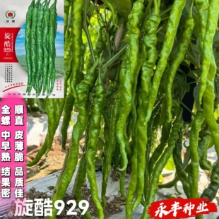 华强旋酷929全螺型线椒种子中早熟全螺线椒顺直麻面微邹皮薄质脆
