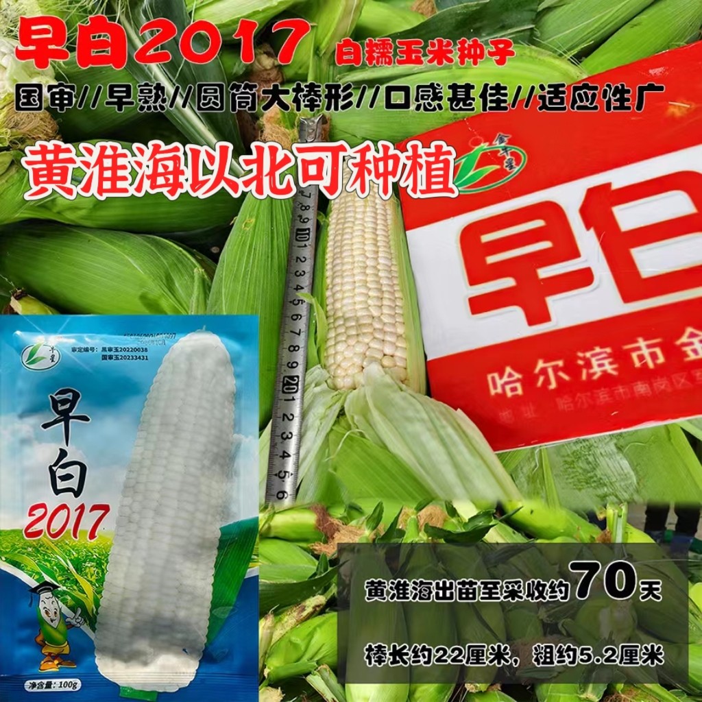 早白2017白糯玉米种子早熟圆筒大棒型口感佳适应性广黄淮海北种植