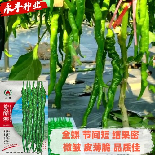 旋酷808全螺麻花线辣椒籽中早熟果色翠绿果面褶皱多皮薄质脆辣椒
