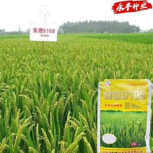 水稻种子南粳9108稻种籽优质高产圆粒水稻谷香米软糯清香抗倒伏