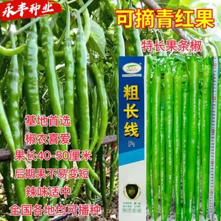 粗长线椒种子早熟抗病高产采收期长辣味果条线椒种子蔬菜基地首选
