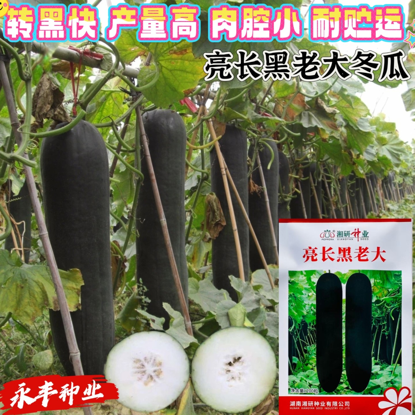 亮长黑老大冬瓜种子黑皮白肉冬瓜种子高产抗病肉腔小耐贮运春秋播