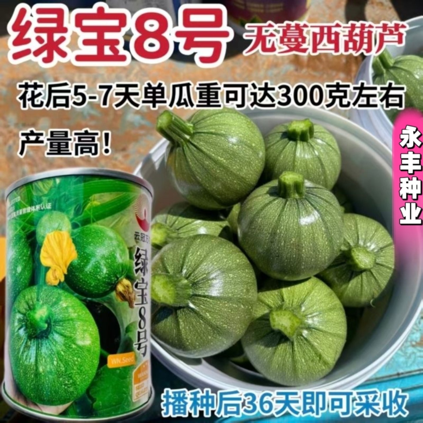 绿宝8号无蔓西葫芦种子花小瓜早熟高产抗病耐热耐寒春秋播蔬菜籽