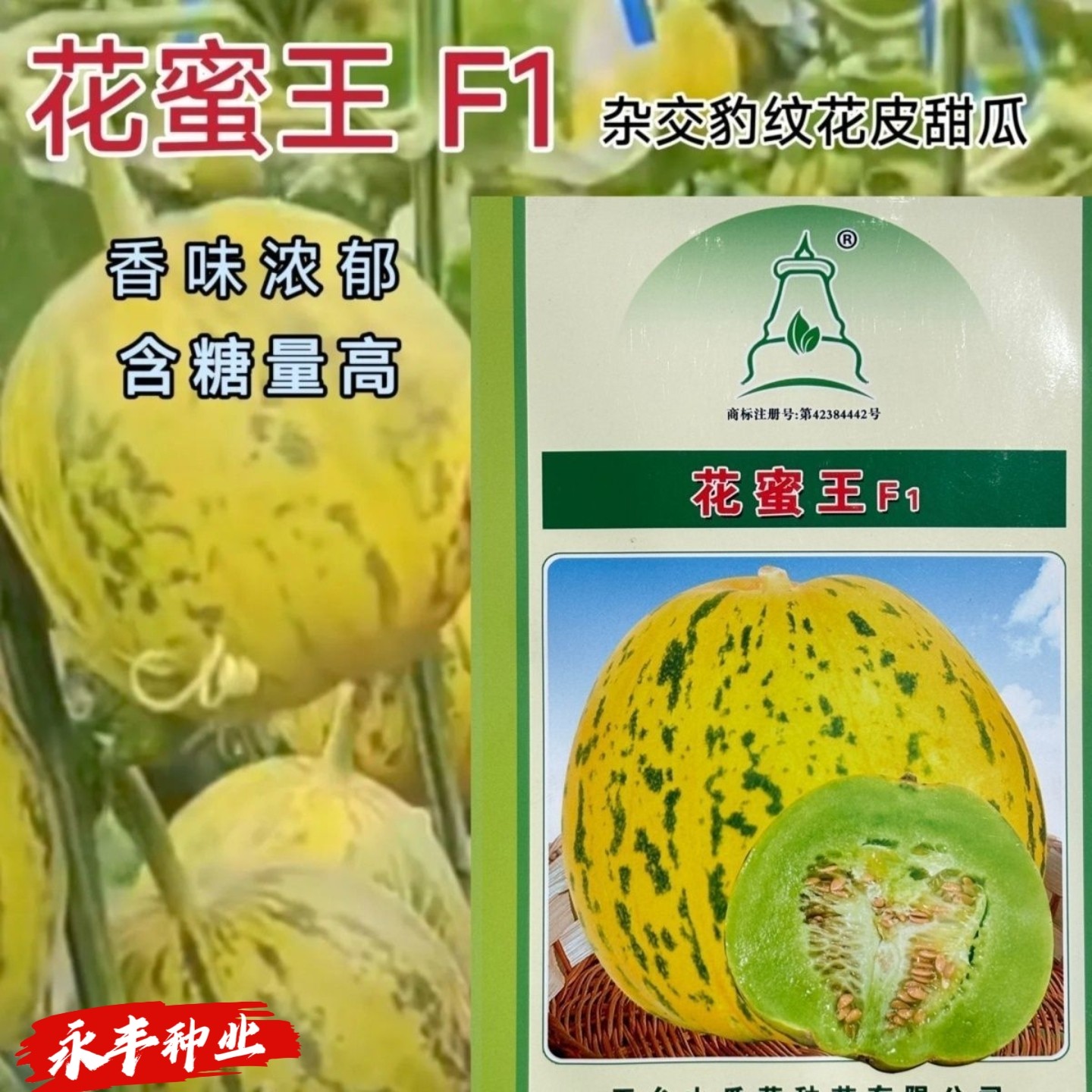 花蜜王甜瓜种子花皮豹纹早熟高产抗病薄皮甜脆香瓜种籽阳台庭院