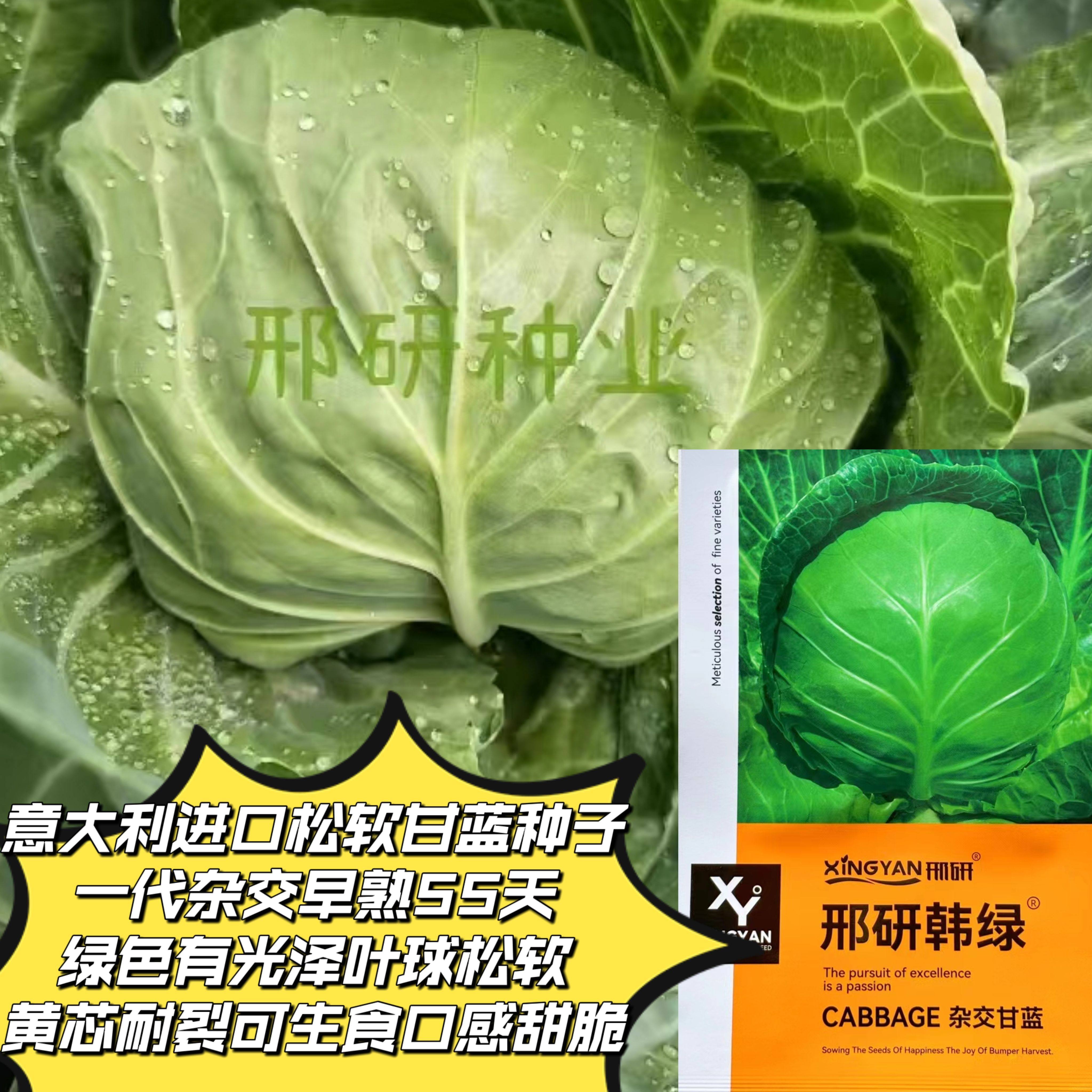 邢研韩绿甘蓝种子杂交甘蓝种籽早熟叶球松软黄芯包菜卷心菜耐运输