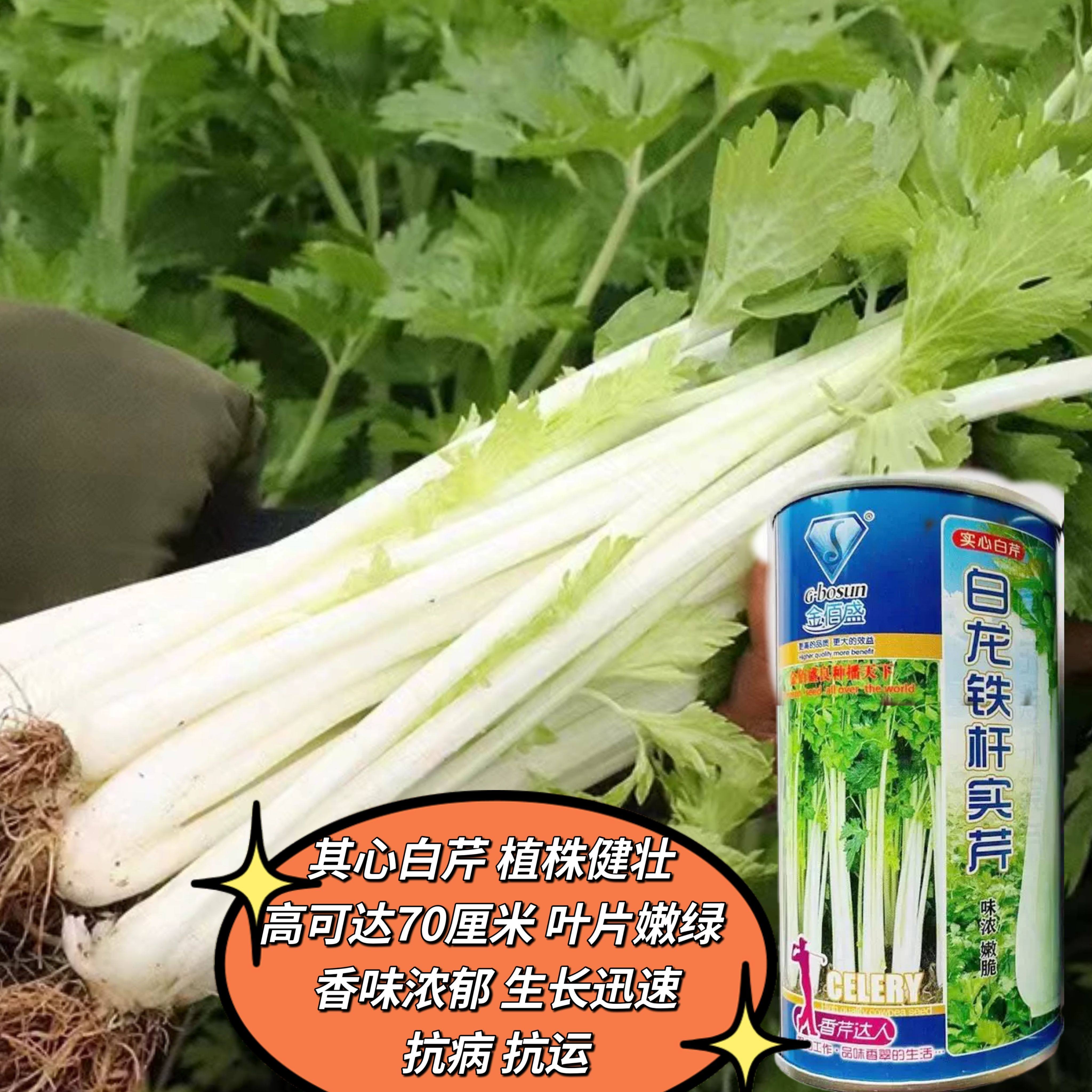 白龙铁杆实芹菜种子四季播耐寒高产小白芹菜籽阳台盆栽蔬菜种孑