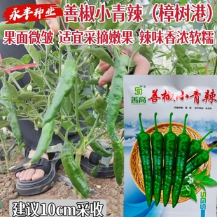 善椒小青辣种子微皱香辣味浓软糯辣椒种籽农家春秋季播蔬菜樟树港