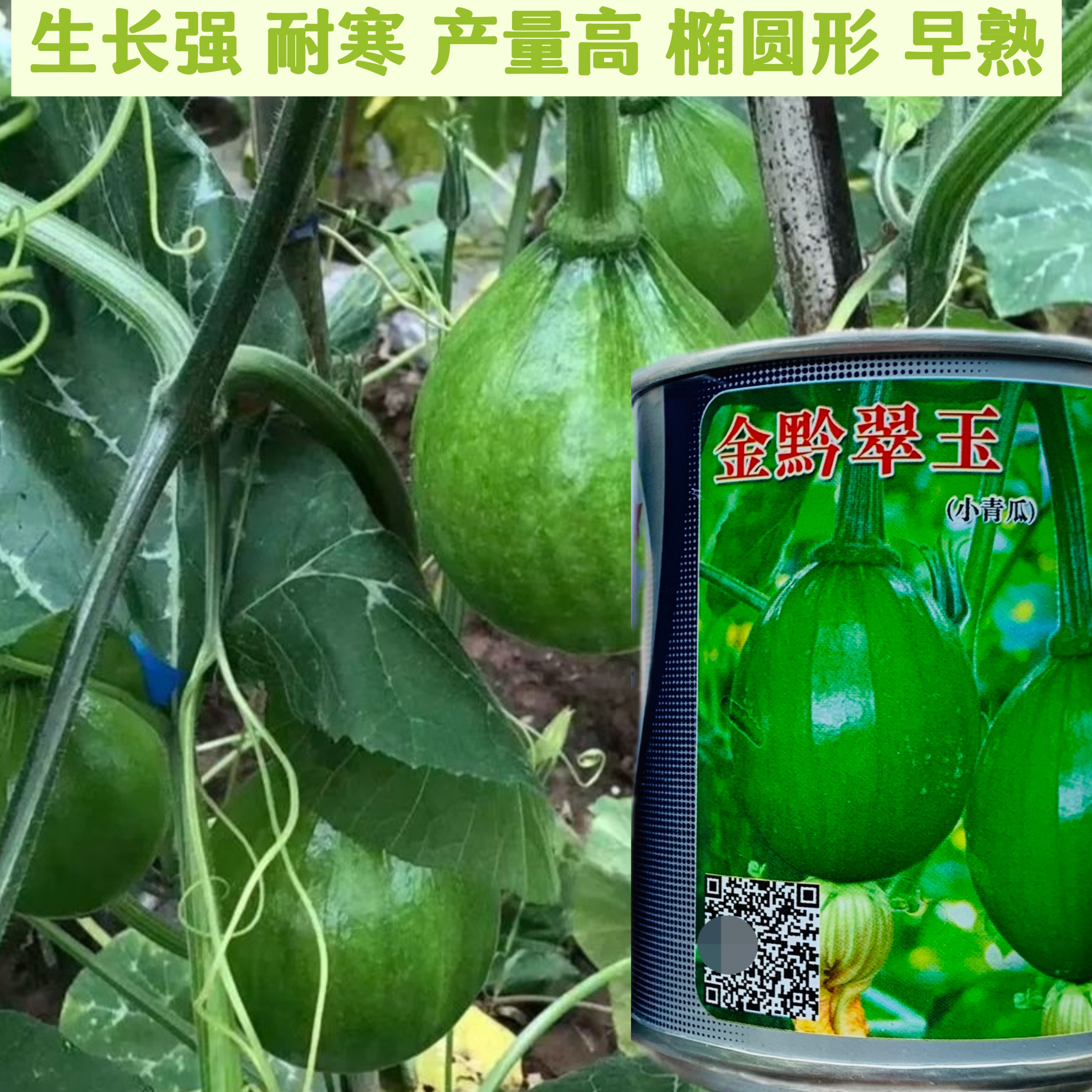 金黔翠玉南瓜种子高产早熟椭圆形西葫芦种子籽四季南瓜种子蔬菜种