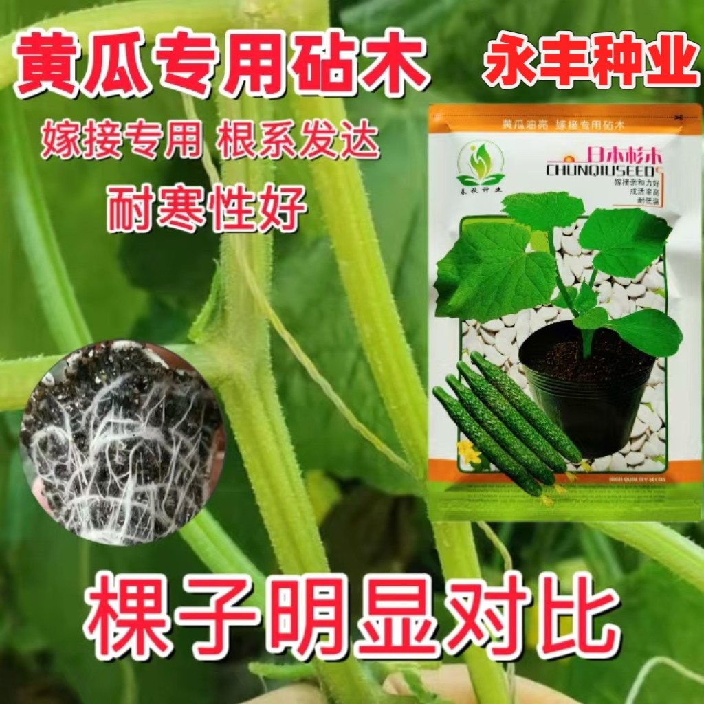 杉木黄瓜专用砧木种强力番茄嫁接种根系发达耐寒性增产亲和力易活