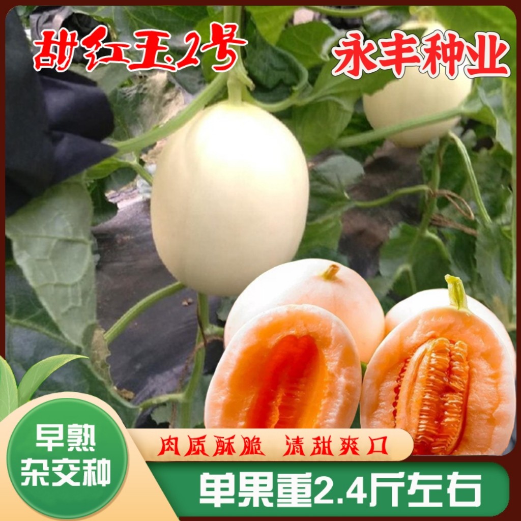甜红玉2号白皮红肉蜜甜瓜种子早熟香瓜四季阳台盆栽蔬菜水果籽脆